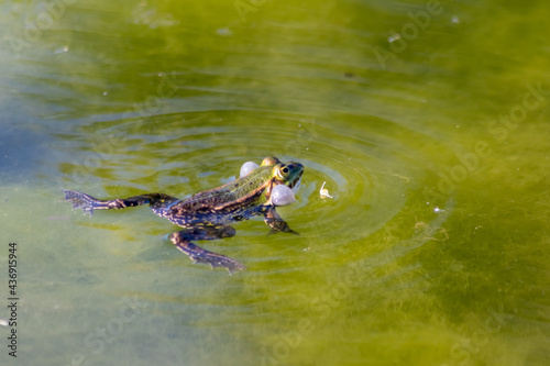 Green croaking frog swimming in the water in pairing time searching for a female frog to make spawn after mating and fighting with rivals and competition in the garden pond in spring and summer time