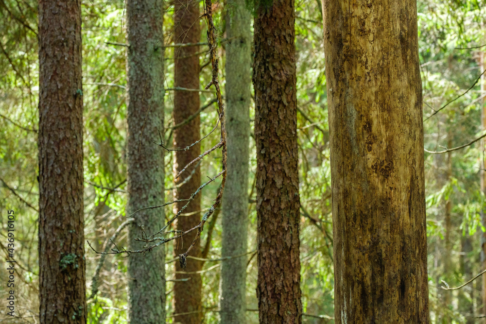 Naklejka premium abstract tree trunk wall near open field