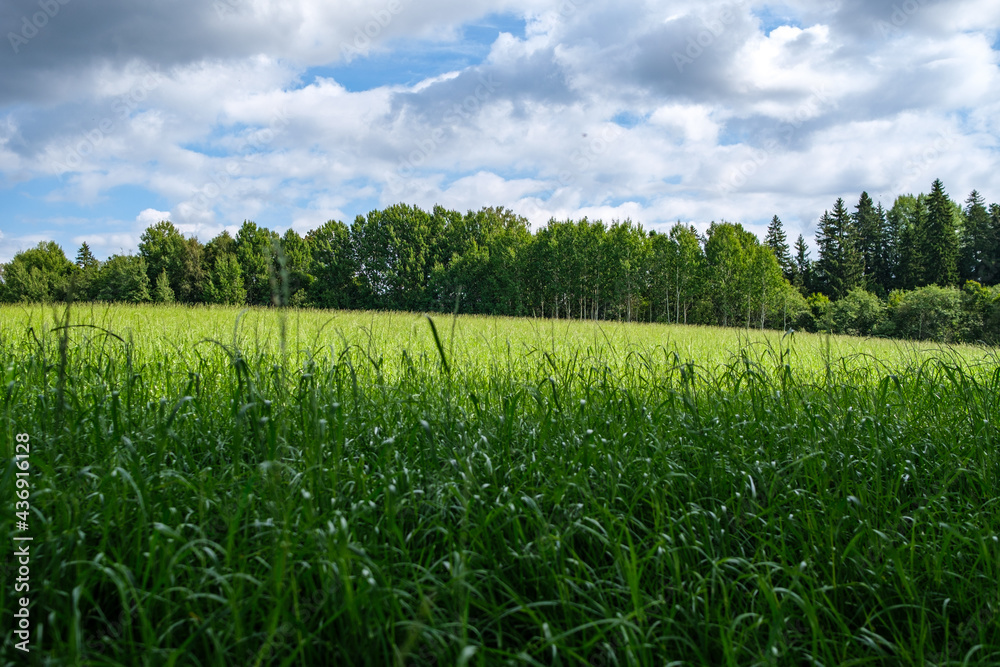 summer countryside fields and forests with blu sky above summer countryside fields and forests with blu sky above