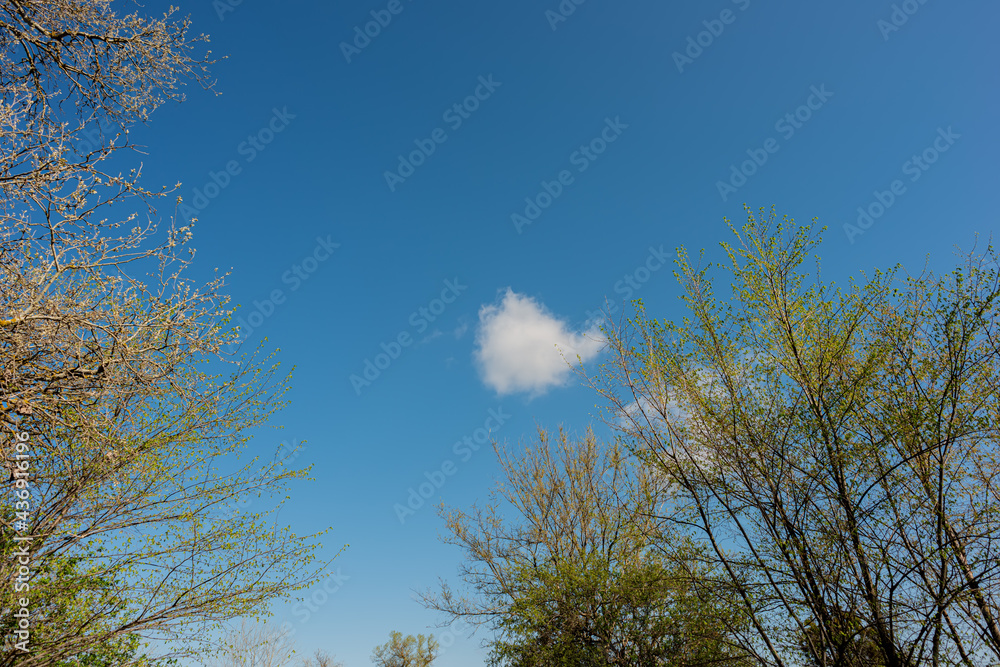 tops of the trees and a white cloud against the blue sky. tops of the trees and a white cloud against the blue sky.