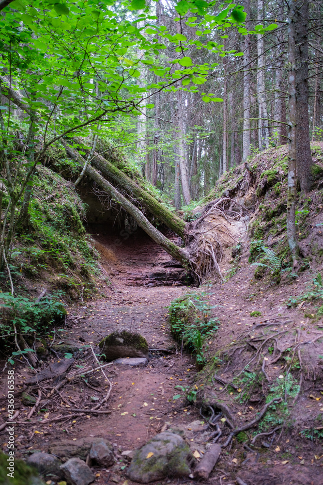 old fallen tree trunk stomp in wild forest old fallen tree trunk stomp in wild forest