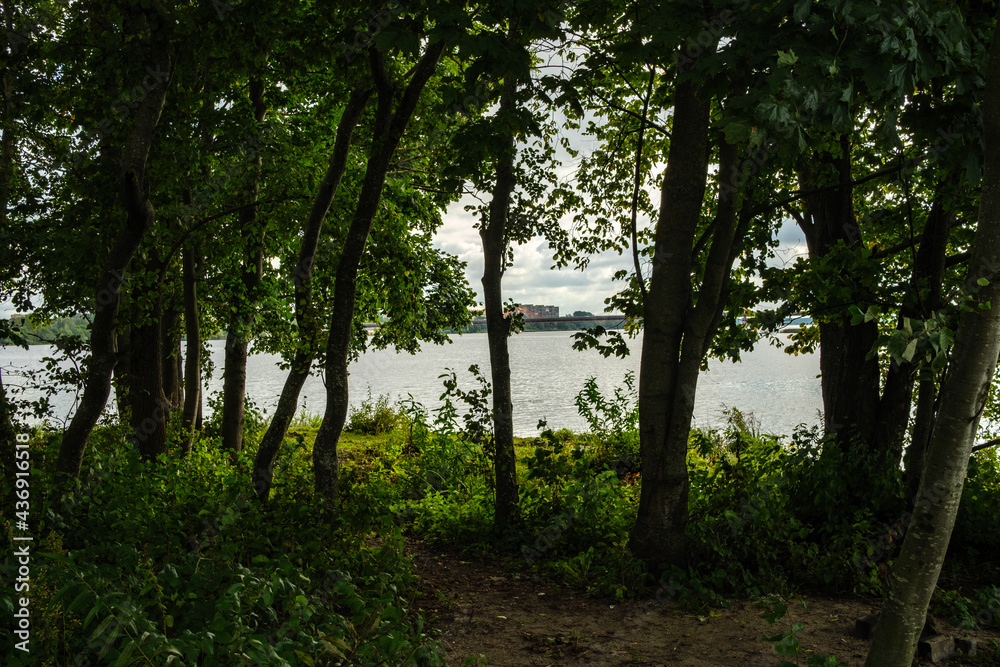 Obraz premium abstract tree trunk wall near open field