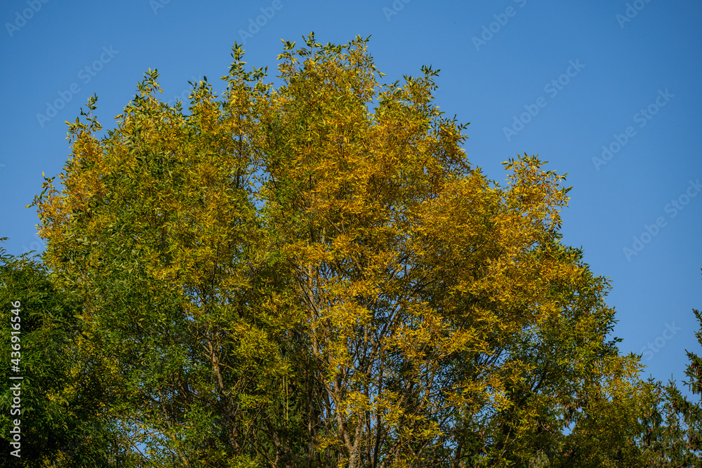 Fototapeta premium abstract tree branches against blue sky with blur background