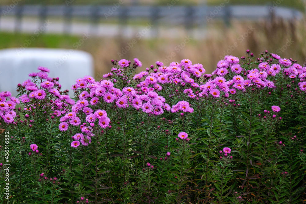 Obraz premium purple summer flowers blooming in the garden