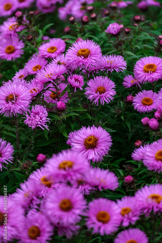 purple summer flowers blooming in the garden purple summer flowers blooming in the garden