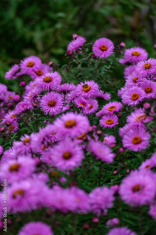 purple summer flowers blooming in the garden purple summer flowers blooming in the garden