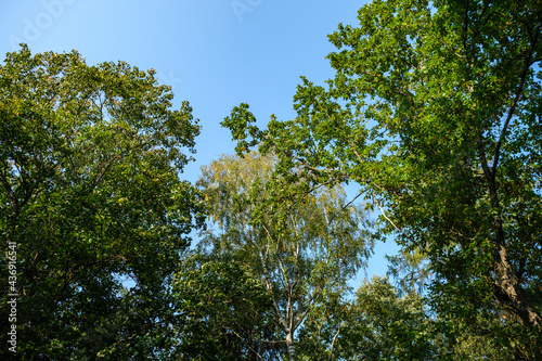 abstract tree branches against blue sky with blur background