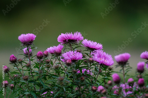 purple summer flowers blooming in the garden
