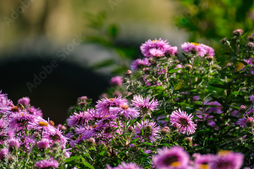 purple summer flowers blooming in the garden