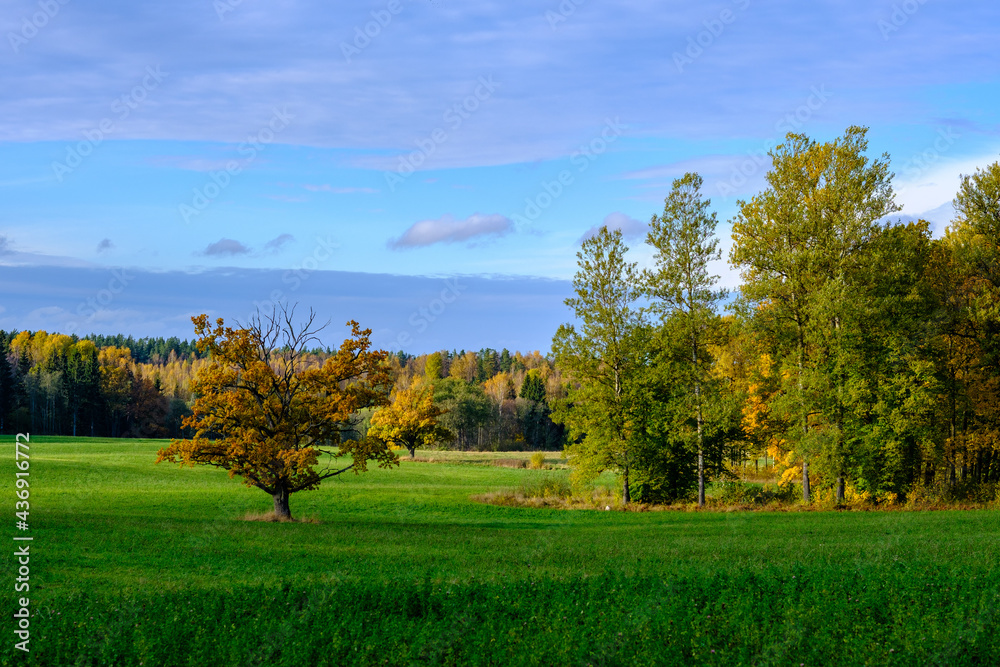 Fototapeta premium summer countryside fields and forests with blu sky above