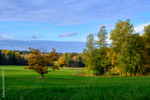 summer countryside fields and forests with blu sky above