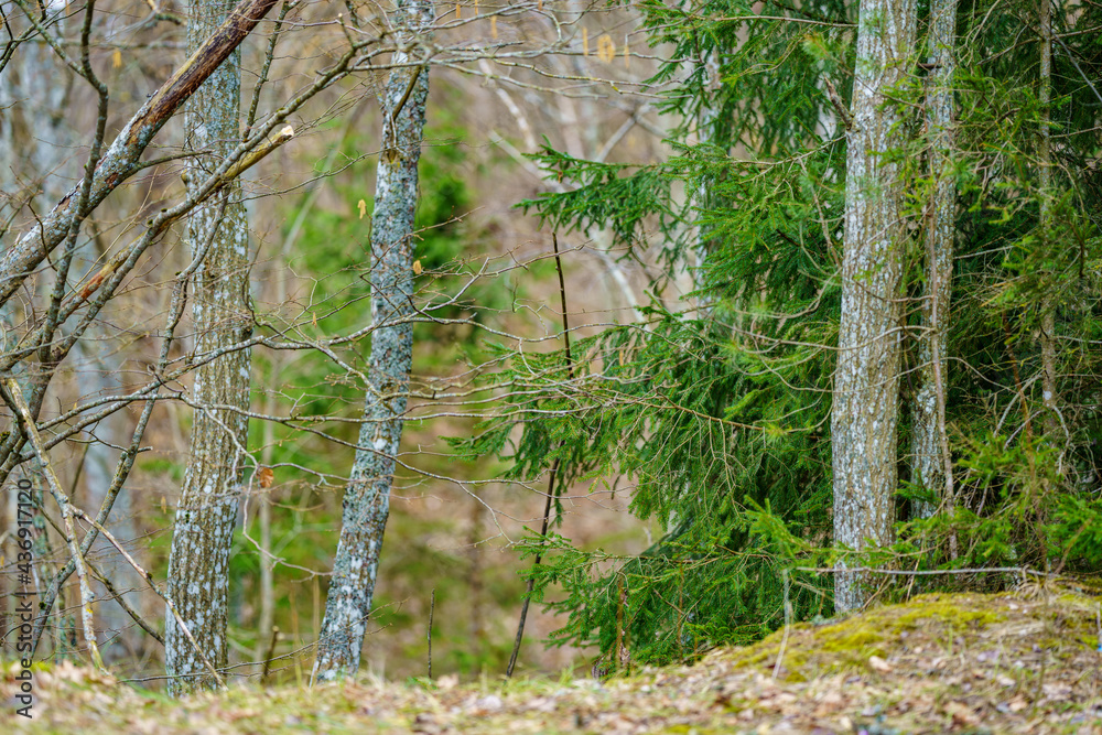 Fototapeta premium late spring forest details with fallen tree trunks and branches