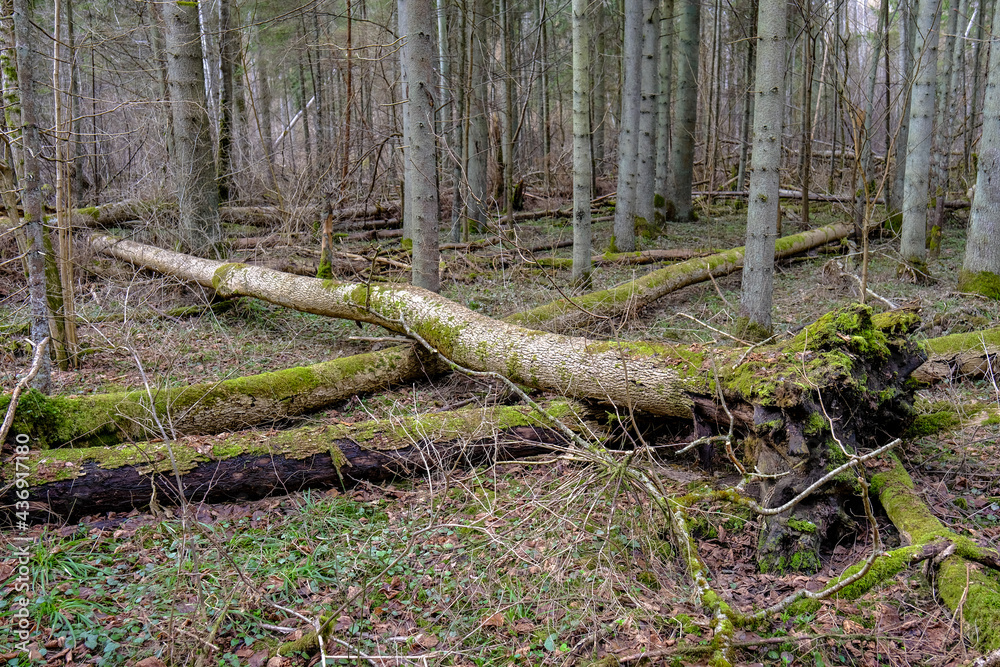 old fallen tree trunk stomp in wild forest old fallen tree trunk stomp in wild forest