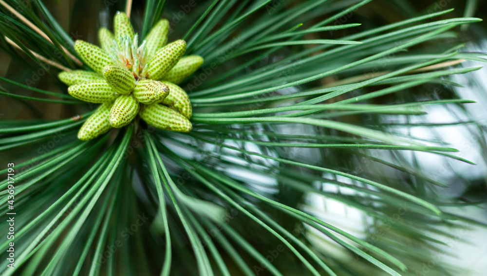Close up of pine needles