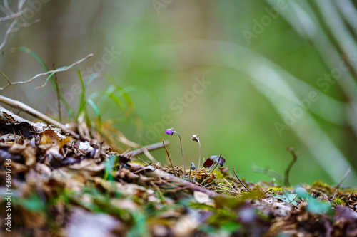 late spring forest details with fallen tree trunks and branches © Martins Vanags