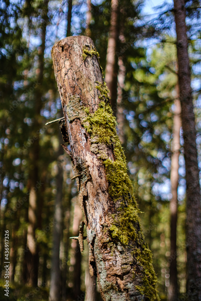 old fallen tree trunk stomp in wild forest old fallen tree trunk stomp in wild forest
