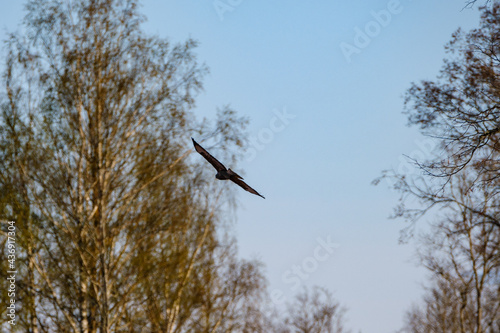 abstract tree branches against blue sky with blur background