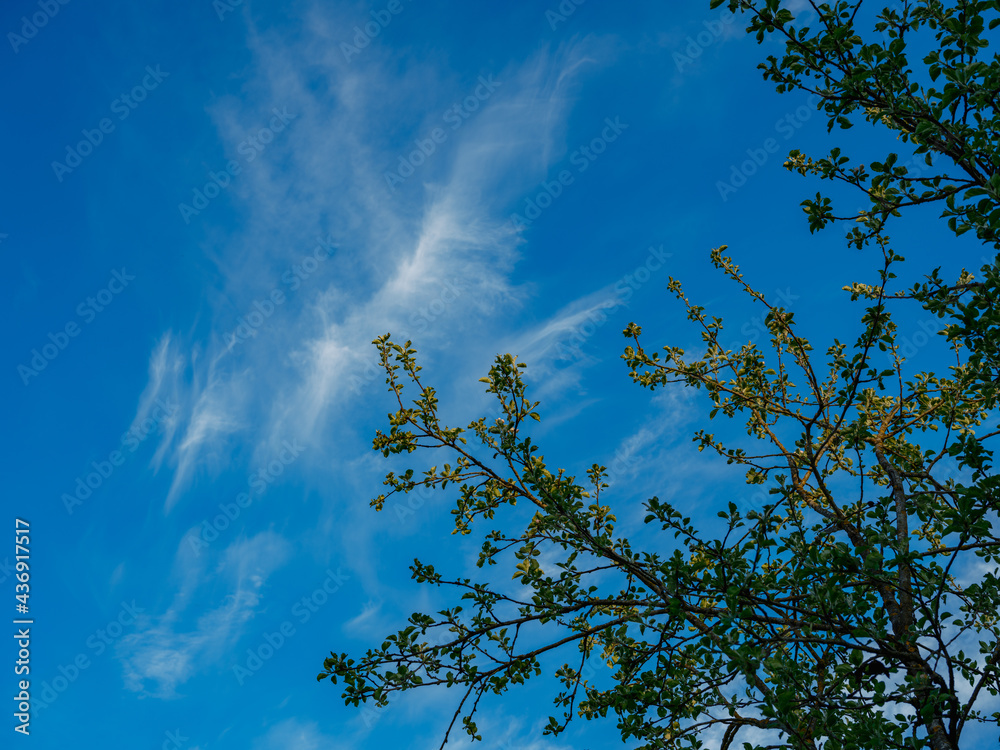 Fototapeta premium abstract tree branches against blue sky with blur background