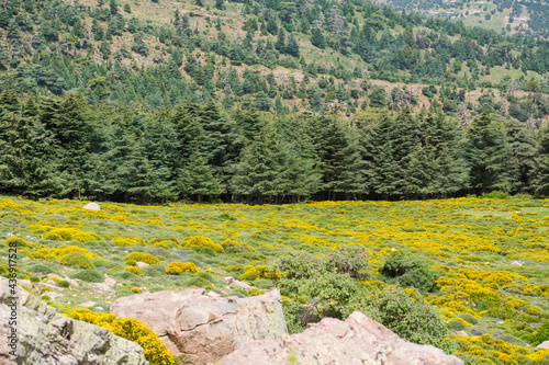 Scenic View from Chelia National Park. Atlas Cedar Forest (Cedrus Atlantica) in Mount Chelia in the Aures mountains in Algeria photo