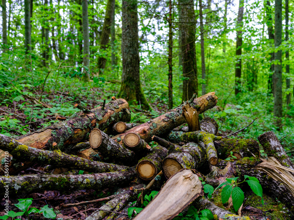 old fallen tree trunk stomp in wild forest old fallen tree trunk stomp in wild forest
