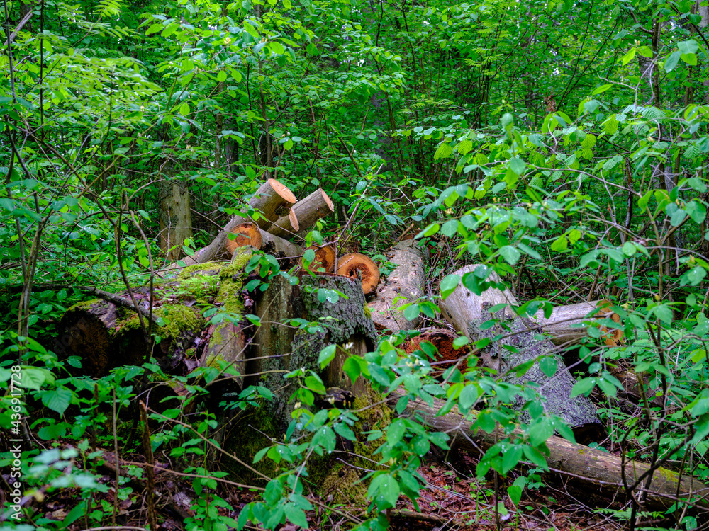 old fallen tree trunk stomp in wild forest old fallen tree trunk stomp in wild forest