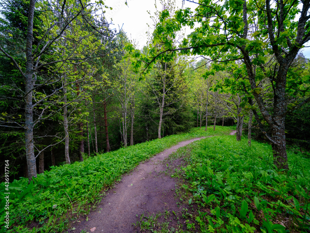 Fototapeta premium dusty gravel road in summer green fresh wet forest