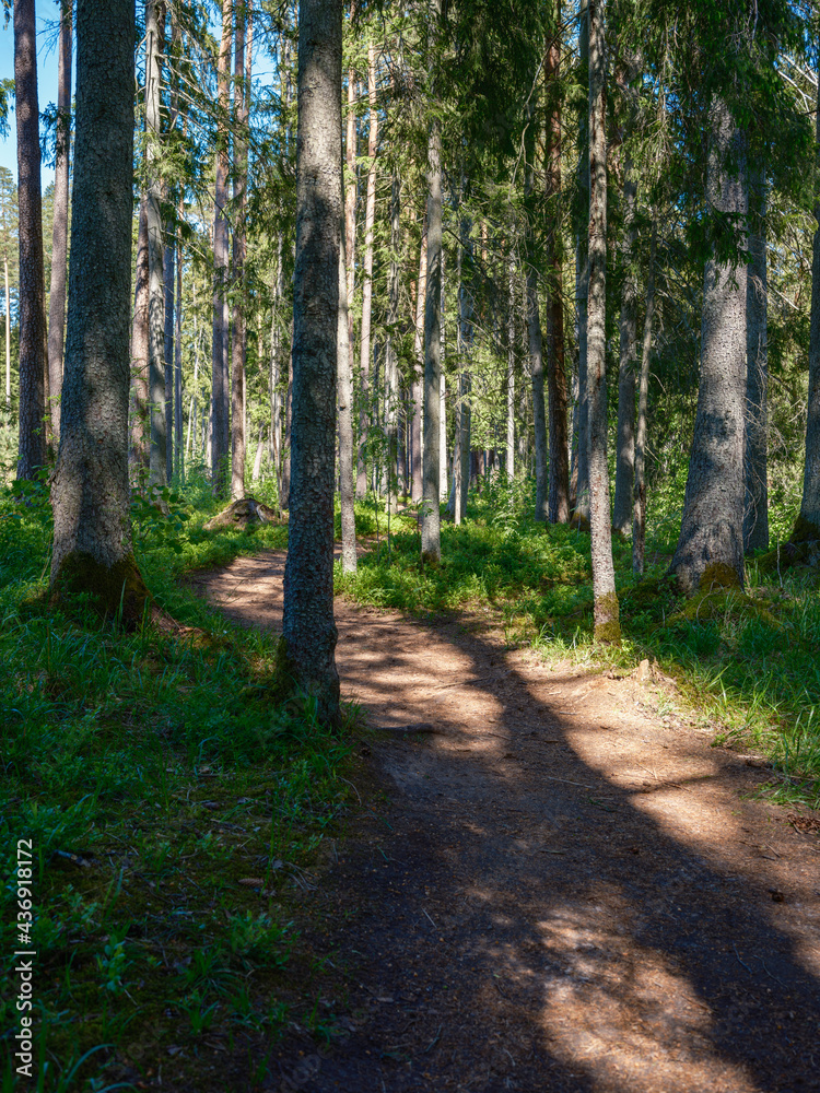 Fototapeta premium dusty gravel road in summer green fresh wet forest