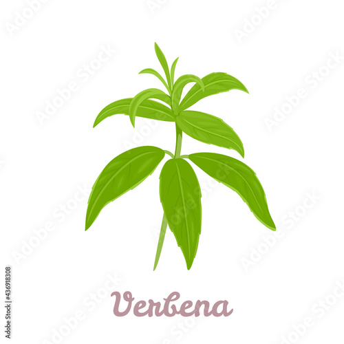 Vector lemon verbena plant. Medicinal, aromatic herb. Illustration of branch with green leaves in cartoon flat style.