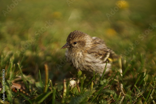 Small bird