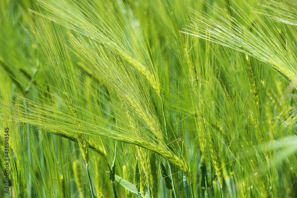 Full fram closup field with young green common wheat (triticum aestivum), details of leaves and bright light of sunshine Full fram closup field with young green common wheat (triticum aestivum), details of leaves and bright light of sunshine