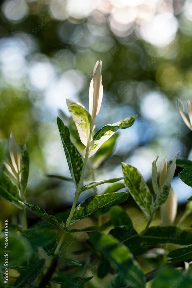 Close-up on a hakuro willow branch