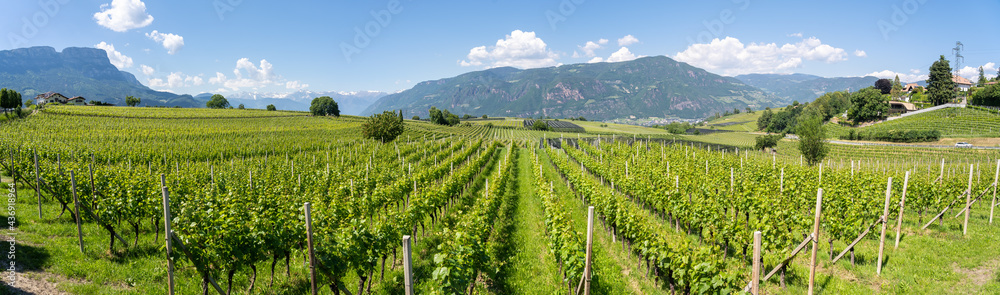 Amazing landscape at the vineyards of the Trentino Alto Adige in Italy. The wine route. Natural contest. Rows of vineyards. South Tyrolean wine culture
