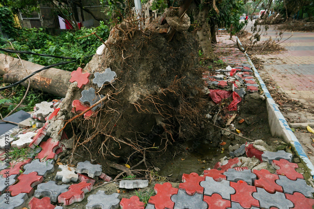 Super cyclone Amphan uprooted tree and the force raised the pavement ...