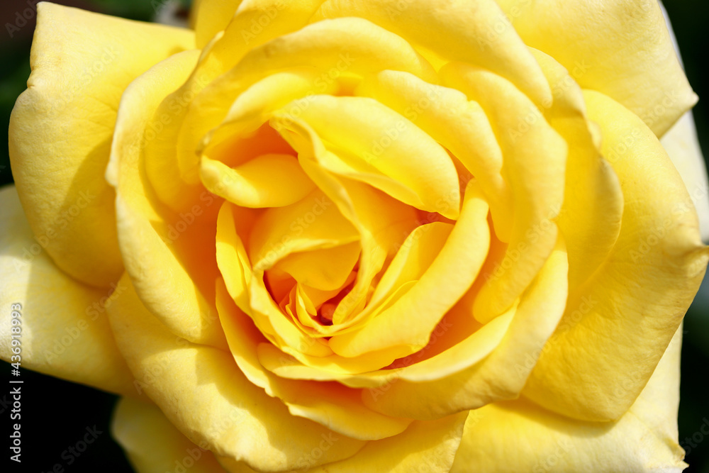 yellow rose in the garden yellow rose in the garden