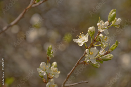 Kirschblüte