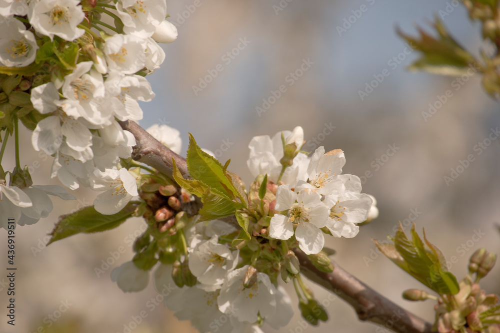 Obraz premium Kirschblüte