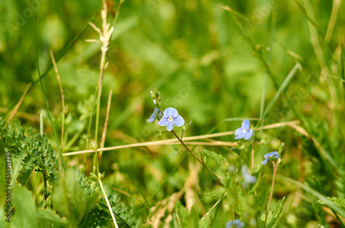 Photo of a violet flowers on the meadow
