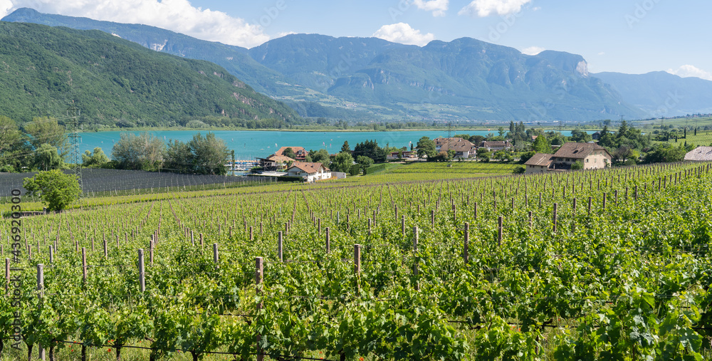 Fototapeta premium Amazing landscape at the vineyards of the Trentino Alto Adige in Italy. The wine route. Natural contest. Rows of vineyards. South Tyrolean wine culture