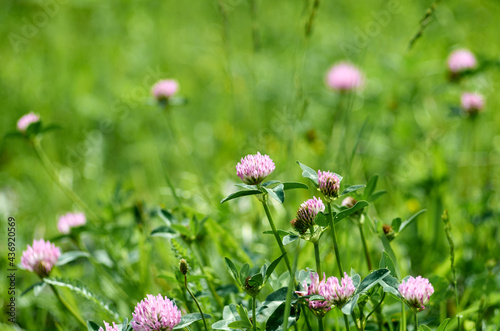 Field of clover flowers in June