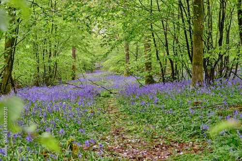 A carpet of wild Bluebell flowers in Abbots Wood forest, East Sussex. Hyacinthoides non-scripta. Purple and pink flowers under forest tree canopies at dawn. Selective focus. 