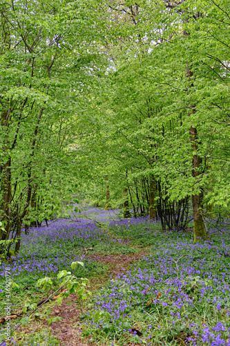 Fototapeta Naklejka Na Ścianę i Meble -  A carpet of wild Bluebell flowers in Abbots Wood forest, East Sussex. Hyacinthoides non-scripta. Purple and pink flowers under forest tree canopies at dawn. Selective focus. 