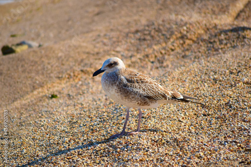 Seagull on a seashell beach on a Sunny summer day