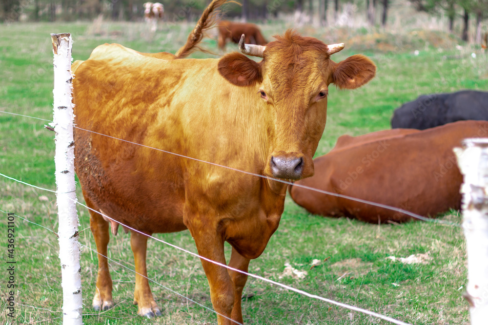 A herd of cows graze on a green meadow in the spring. In the foreground is a portrait of a red cow A herd of cows graze on a green meadow in the spring. In the foreground is a portrait of a red cow