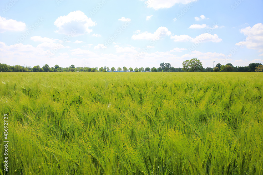 Obraz premium View on field with young green common wheat (triticum aestivum), sky and trees background
