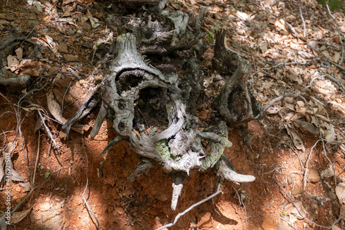 Foresta Deiva - Forte Lodrino (Giovo Ligure), Savona. photo