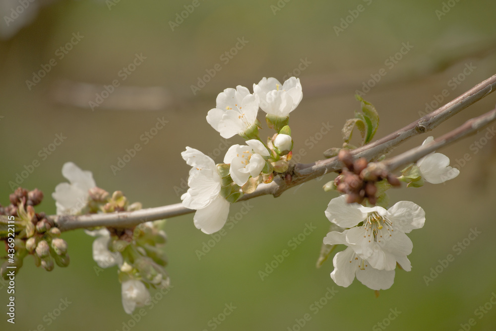 Kirschblüte