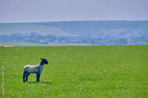 A lost sheep in an open green pasture.
