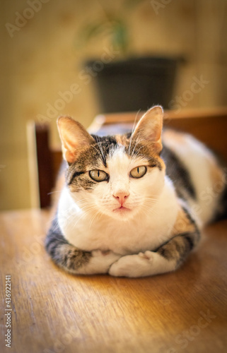 Uma gatinha linda que esta deitada em cima de uma mesa de madeira olhando para o desconhecido e sento fotografada.