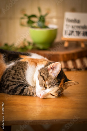 Uma gatinha linda que esta deitada descansando em cima de uma mesa de madeira e sendo fotografada. photo