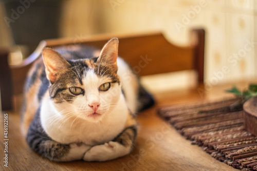 Uma gatinha linda que esta deitada em cima de uma mesa de madeira olhando para o desconhecido e sento fotografada. photo